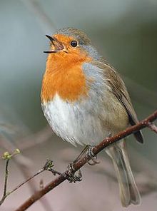 https://upload.wikimedia.org/wikipedia/commons/thumb/8/80/Roodborstje.jpg/220px-Roodborstje.jpg